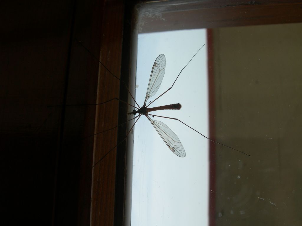 Tipulide da id.